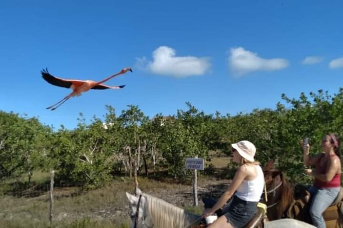 Horseback Riding on the Beaches of Holbox - The Horses: Calm, Well-Maintained, and User-Friendly
