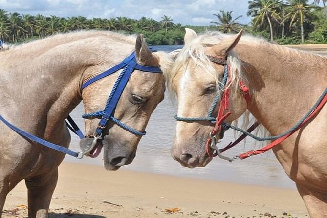 Horseback Riding to Maimon River from Punta Cana - Visiting Maimon River Mouth and Coastal Views