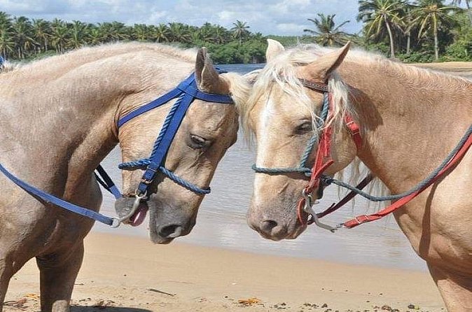 Horseback Riding to Maimon River from Punta Cana - Honesty About Ride Duration and Guest Experience