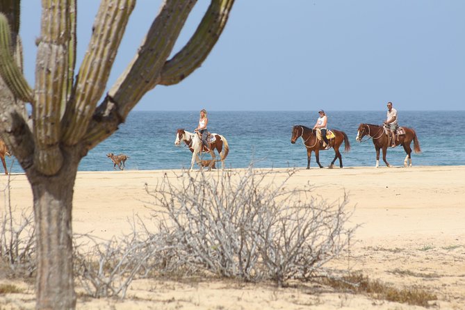Horseback Riding Tour in Cabo San Lucas - Starting at Rancho Carisuva: A Traditional Baja California Ranch