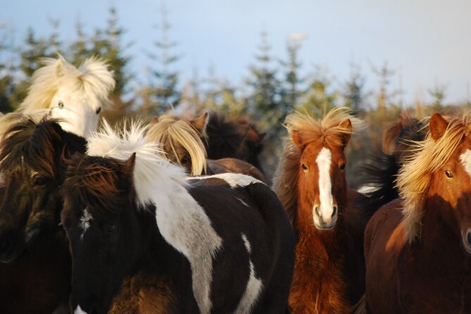 Horseback Riding Tour in Iceland - Physical Requirements and Accessibility