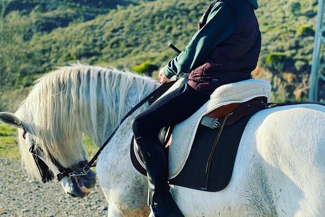 Horseback Riding with Certified Guide - The Horses: Gentle, Well-Behaved Companions