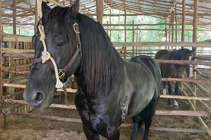 Horseback Riding Ziplines and Cenote Tour with Lunch - Optional Activities and Additional Costs