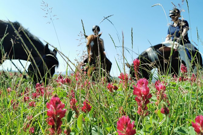 Horsebackriding - explore Tuscan nature - Explore the Tuscan Countryside on Horseback for $100.80