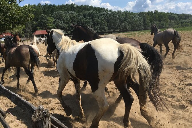 Horseshow on the Hungarian Puszta, private tour from Budapest with entry! - Practical Details: Booking and Cancellation