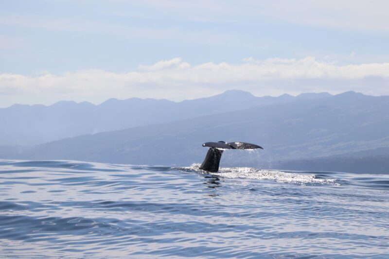Horta: Whale and Dolphin Watching Expedition - The Departure from Horta Marina