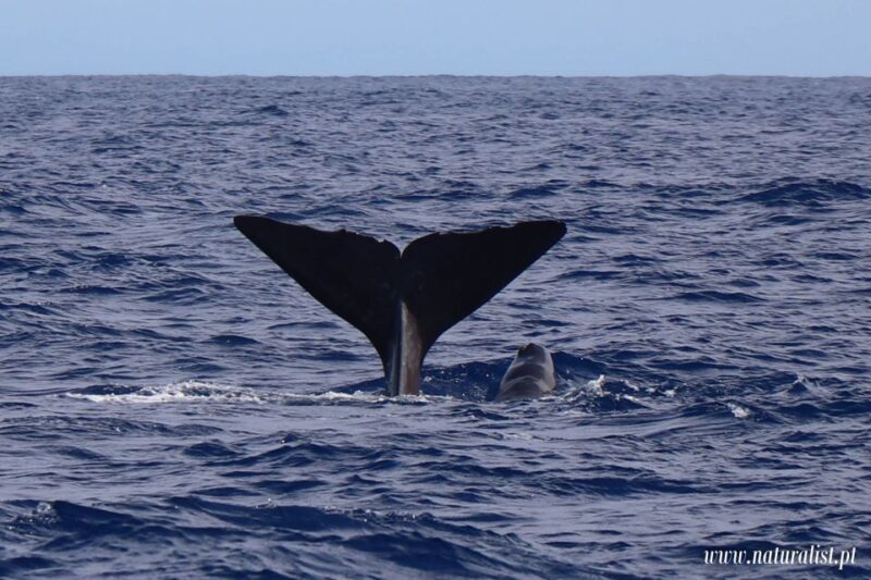Horta: Whale and Dolphin Watching Expedition - The Itinerary and Key Stops