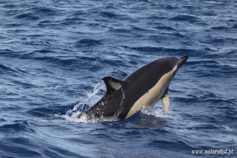 Horta: Whale and Dolphin Watching Expedition - Weather and Rescheduling Flexibility