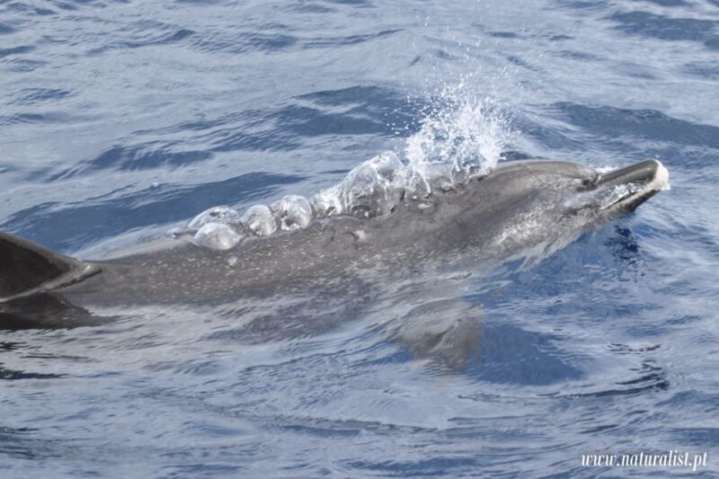 Horta: Whale and Dolphin Watching Expedition - The Experience of a Certified Marine Biologist