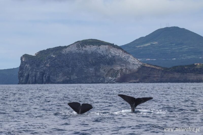 Horta: Whale and Dolphin Watching Expedition - The Value of Supporting Marine Research