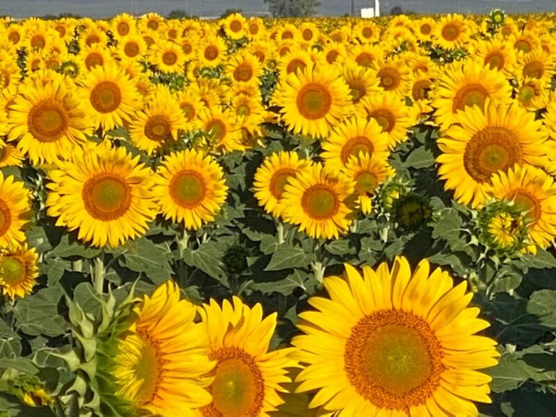 Hot Air Balloon Ride Seville to Huelva (1PAX) - The Unique Route and Natural Environments of the Flight