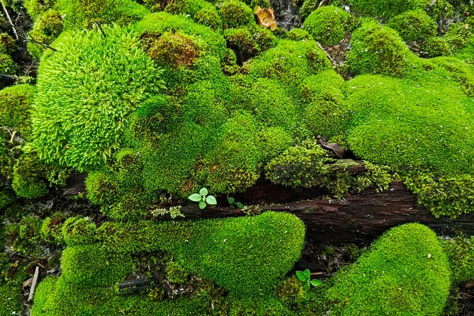 Hot Springs NP Self Guided Driving and Walking Audio Tour - Key Points