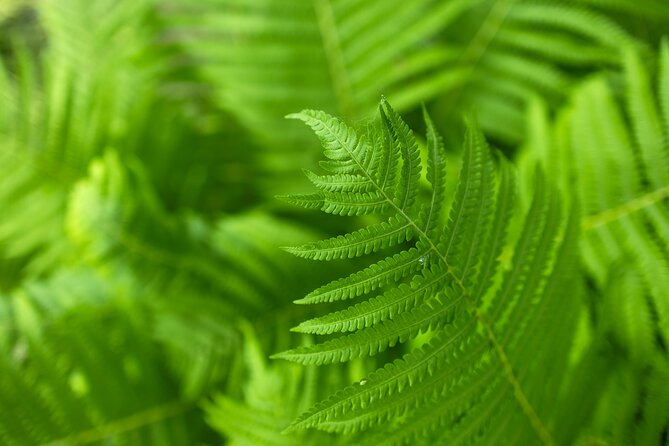 Hot Springs NP Self Guided Driving and Walking Audio Tour - Reaching the Goat Rock Trail and Viewpoint