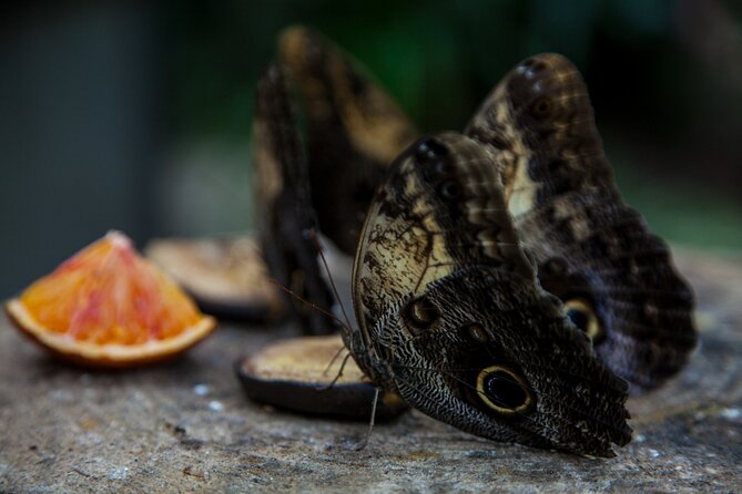 House of the Butterflies of the Collodi Pinocchio Polycentric Park - Explore the Unique Combination of Butterfly, Garden, and Pinocchio Parks in Tuscany