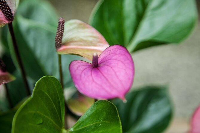 House of the Butterflies of the Collodi Pinocchio Polycentric Park - The Pinocchio Park: Celebrating Italy’s Most Translated Book