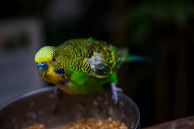 House of the Butterflies of the Collodi Pinocchio Polycentric Park - What Sets This Tour Apart in Tuscany