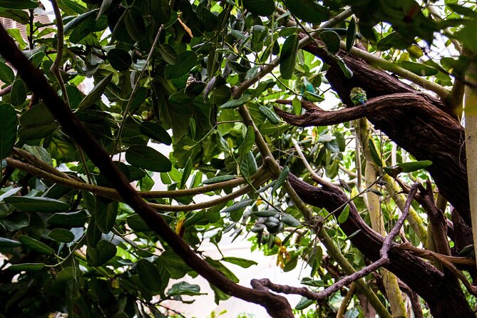 House of the Butterflies of the Collodi Pinocchio Polycentric Park - Final Thoughts on the House of the Butterflies and Pinocchio Park