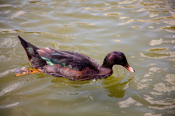 House of the Butterflies of the Collodi Pinocchio Polycentric Park - Frequently Asked Questions