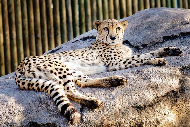 Houston CityPASS® - Explore Houston’s Top Attractions with the CityPASS® at $79