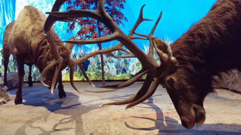 Houston CityPASS®: Save up to 51% at 5 Top Attractions - Accessibility and Practical Tips for Using the CityPASS®