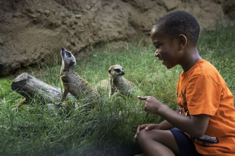 Houston CityPASS®: Save up to 51% at 5 Top Attractions - Final Thoughts on the Houston CityPASS®