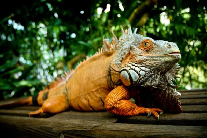 Houston Museum of Natural Science: Cockrell Butterfly Center - Considerations and Tips for Visitors