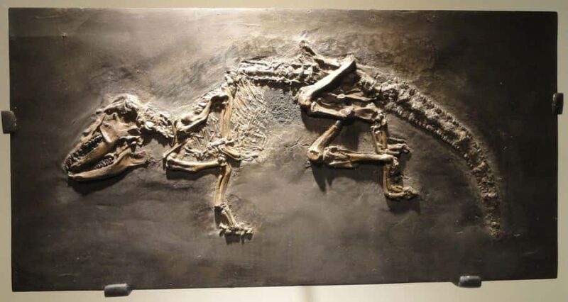 Houston: Museum of Natural Science Entry & Digital Tour - Location and Access: Houston Museum of Natural Science