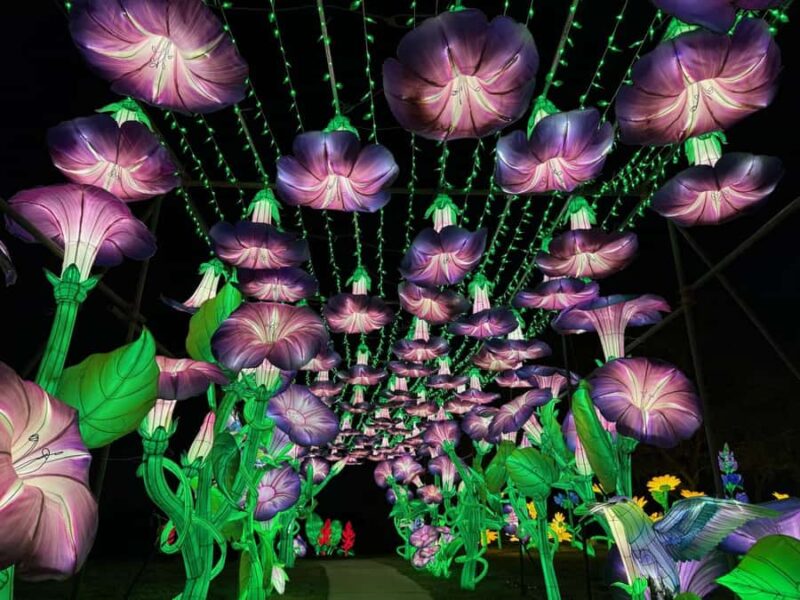 Houston: Radiant Nature Winter Light Show Tickets - The Visual Marvels of the Lantern Installations