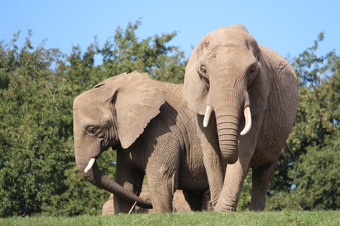 Howletts Day Ticket - Visitor Experience: Family-Friendly and Manageable Size