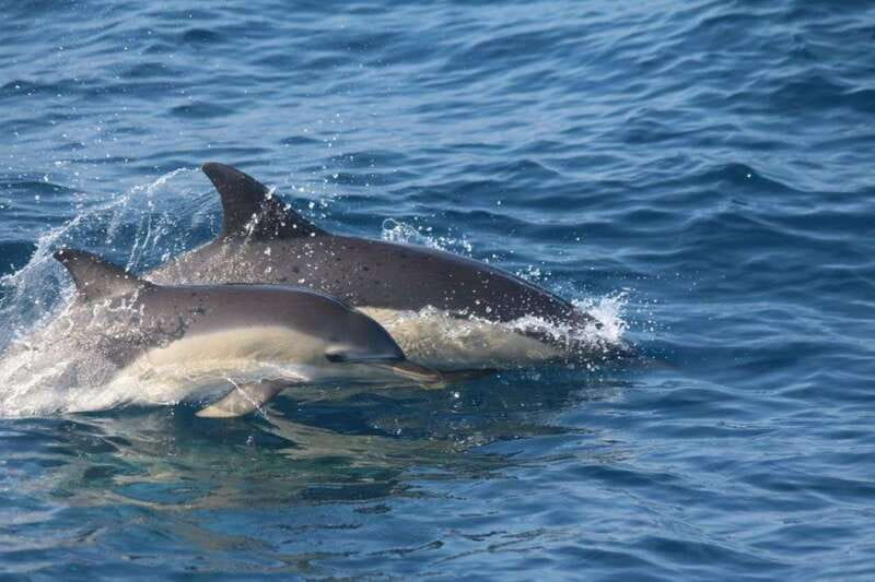 Huatulco: Awakening with Stars Dolphins Boat Cruise - Scenic Views of the Pacific Ocean and Huatulco Coastline