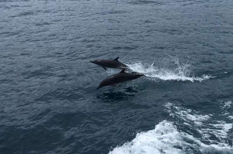 Huatulco: Awakening with Stars Dolphins Boat Cruise - Practical Logistics: Transfers, Duration, and What to Bring