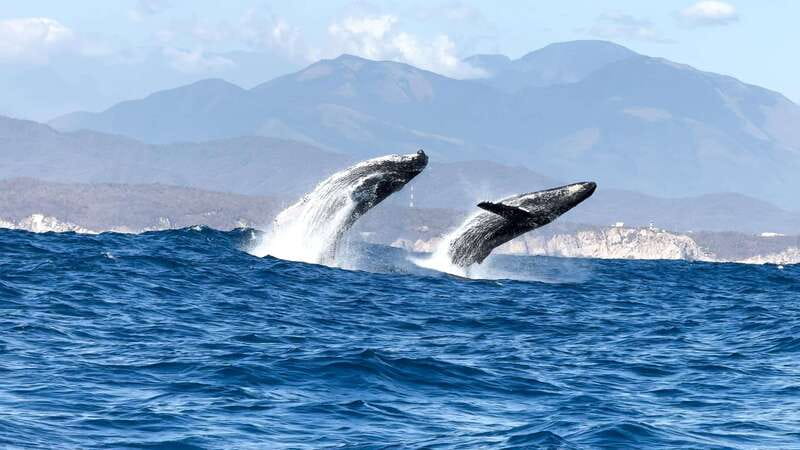 Huatulco: Awakening with Stars Dolphins Boat Cruise - The Experience with Guides and Group Size
