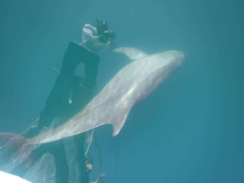 Huatulco: Awakening with Stars Dolphins Boat Cruise - Who Will Most Appreciate This Tour?