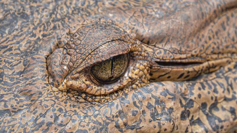 Huatulco: Ecotour with Crocodiles & migrating birds - Key Points