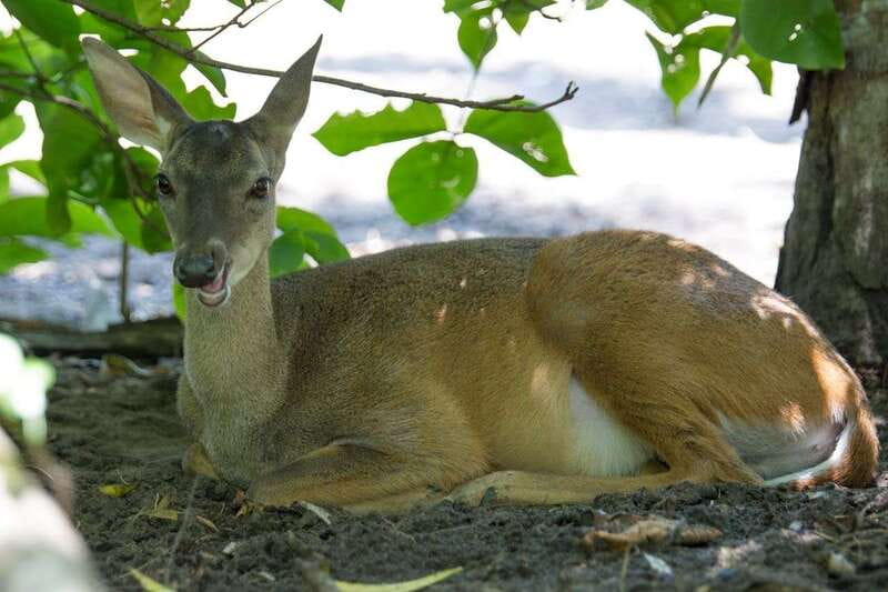 Huatulco: Ecotour with Crocodiles & migrating birds - Additional Costs and Booking Flexibility