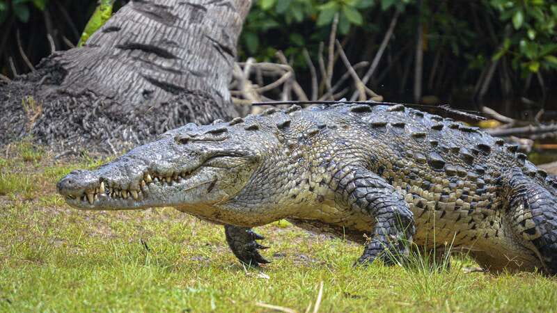 Huatulco: Ecotour with Crocodiles & migrating birds - What Sets This Tour Apart in Huatulco