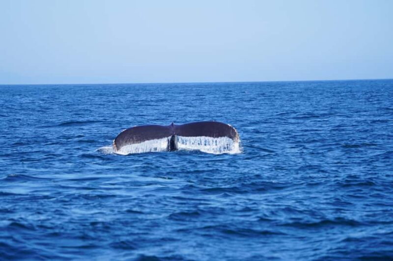 Huatulco: Marine mammal sighting and snorkeling - How This Tour Stands Out from Similar Ocean Adventures