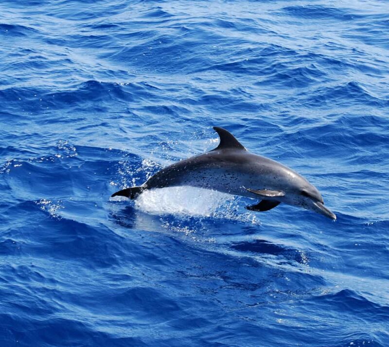 Huatulco: Marine mammal sighting and snorkeling - The Value of a 4-Hour Marine Safari in Huatulco