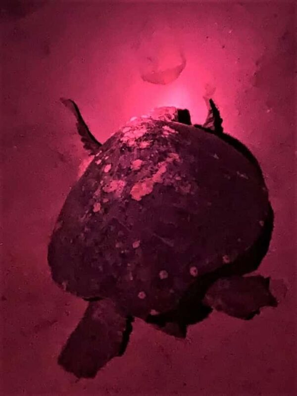 Huatulco: Nighttime sea turtle monitoring guided by a biologist - The Conservation Impact and Educational Value