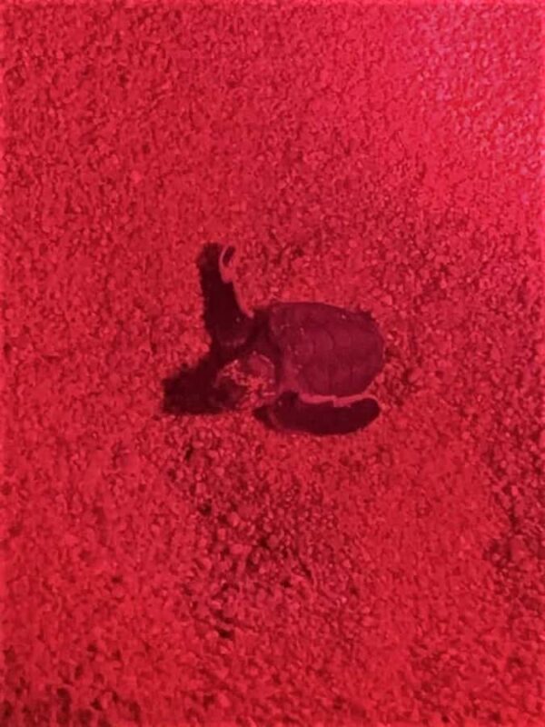 Huatulco: Nighttime sea turtle monitoring guided by a biologist - The Sum Up: A Nighttime Adventure with a Purpose
