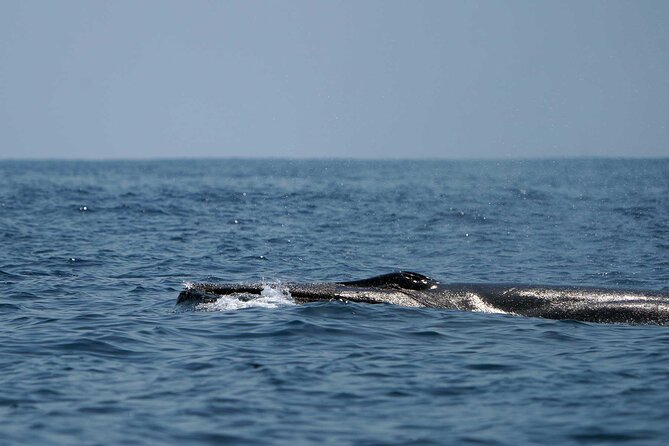 Huatulco Ocean, Bays & Coral Reef Snorkeling Adventures - Guides and Crew: Knowledgeable and Passionate