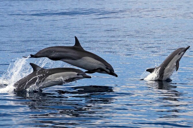 Huatulco Ocean, Bays & Coral Reef Snorkeling Adventures - What Makes This Tour Stand Out in Huatulco