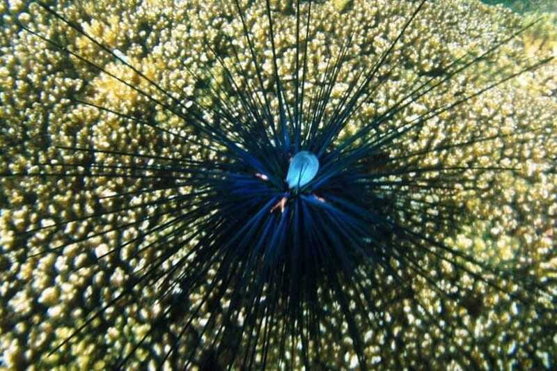 Huatulco: Premium Family Snorkeling Experience - Who Should Consider This Snorkeling Tour?