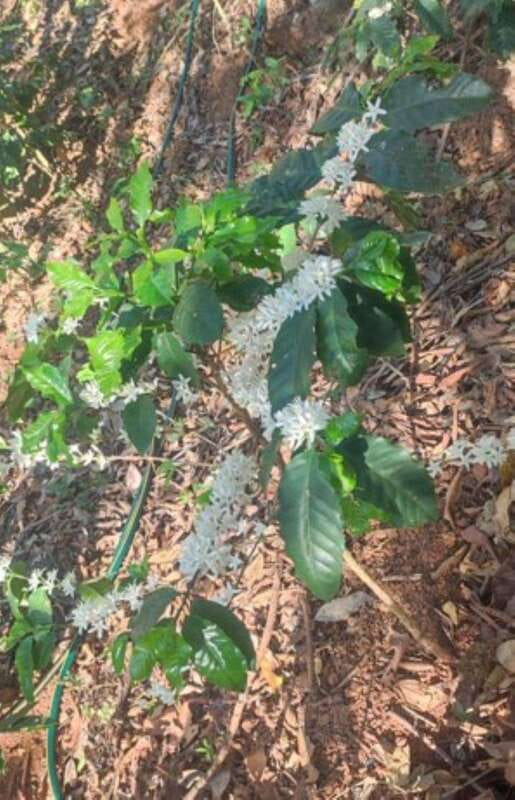 Huatulco: Private Coffee and Fruit Ranch Experience - Key Points