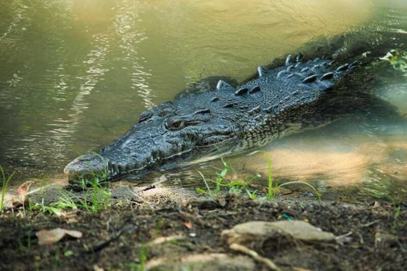 Huatulco: Turtles & Crocs Experience - Comparing Similar Ecotours in Huatulco