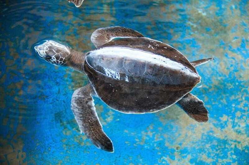 Huatulco: Turtles & Crocs Experience - Cost and Duration: An Accessible Eco-Adventure