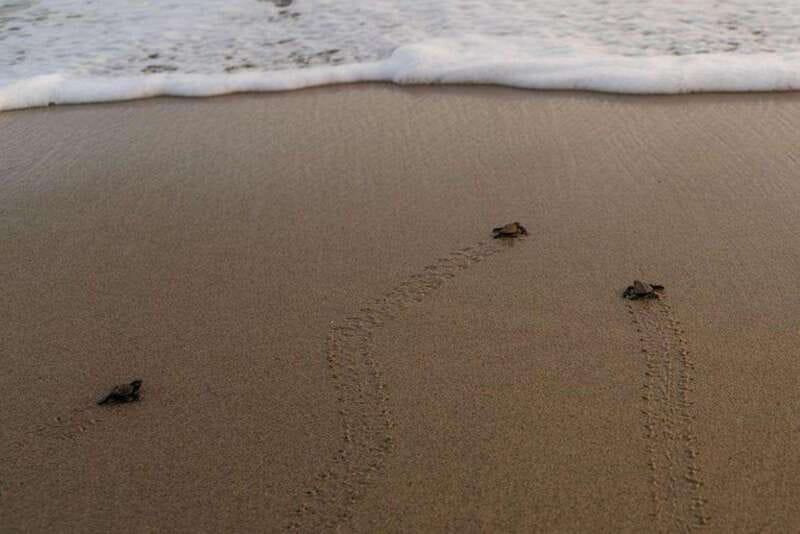 Huatulco: Unique Turtle Sanctuary & Sunset Experience - Roundtrip Transportation from Huatulco Hotels