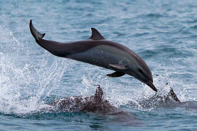 Huatulco Whale & Dolphin Adventures - Practical Details: Meeting, Safety, and What’s Included