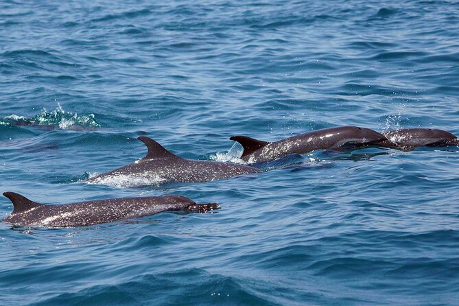Huatulco Whale & Dolphin Adventures - Support for Conservation and Sustainable Practices
