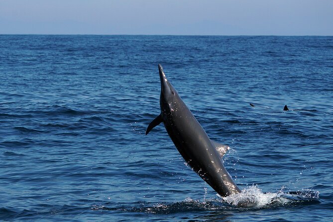 Huatulco Whale & Dolphin Adventures - The Sum Up: An Educational and Responsible Marine Safari in Huatulco